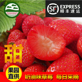 红颜草莓冬季新鲜草莓 现摘孕妇有机奶油水果 江浙沪3斤顺丰包邮