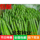 进口芦笋种子世界十大名菜之一蔬菜之王石刁柏高产热销包邮