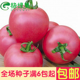 易种矮大番茄蔬菜种子 西红柿水果种子 阳台盆栽种子 高出芽率