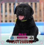 黑色拉布拉多犬纯种幼犬出售/寻回犬宠物狗狗多只北京免费送货B5