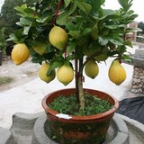 柠檬苗 绿植盆栽苗阳台室内盆栽植物香水柠檬大苗四季柠檬花卉