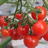 小菜园系列花卉种子 樱桃番茄 30颗粒 发芽率90% tomato