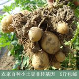 农家自种土豆非转基因黄心小土豆马铃薯新鲜小洋芋有机农产品种子