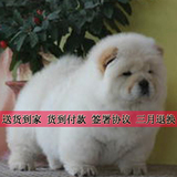纯种血统奶油色松狮幼犬出售 宠物狗狗 货到付款 北京天津送货G01
