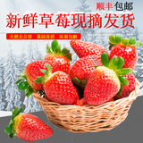新鲜奶油草莓900g礼盒有机红颜草莓水果牛奶巧克力冬草莓顺丰包邮