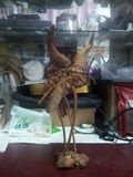 天然树根瘤疙瘩根雕艺术品摆件 鹤一对一公一母 深情对望 高30cm