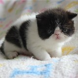 家养出售－加菲猫 异国短毛猫 黑白高白加菲猫 加菲猫 宠物