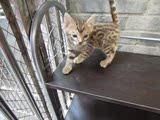 孟加拉豹猫英国短毛猫宠物猫咪宝宝活体出售纯种猫英短异国短毛猫