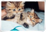 【cici的喵趣】加菲银渐层宠物猫纯种金色金吉拉弟弟妹妹长毛渐层