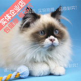 实体店正品布偶猫玳瑁双蓝色海豹宠物猫活体仙女猫重庆实体包健康