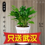 武汉同城送大型绿植万年青吸甲醛客厅室内落地花盆栽植物开业花卉