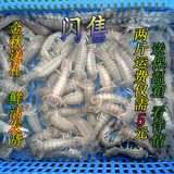 海鲜鲜活 虾姑子 皮皮虾富贵虾虾婆  琵琶虾 虾爬250g