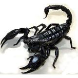 亚洲雨林蝎假帝王活体宠物蝎子爬虫全长15-17CM包风险送8件套