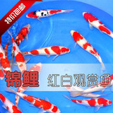 纯种锦鲤 红白锦鲤活体纯种 鱼苗 精选风水鱼 3 条全国包邮