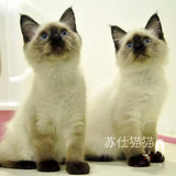 T.M淼淼宠物猫活体猫布偶猫小猫重点色山猫色白手套双色布偶崽子