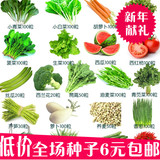 四季蔬菜种子小白菜香菜萝卜辣椒西瓜空心菜黄瓜香葱韭菜生菜包邮