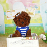 【一生の宠屋】四川泰迪犬袖珍狗纯种茶杯红泰迪狗宠物狗包邮出售