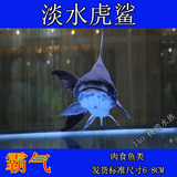 Tao 桃湾水族 活体鱼缸 观赏鱼鱼缸用鱼 淡水鲨 淡水虎鲨鱼 鱼苗