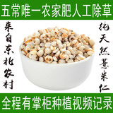特级小粒有机薏米精选薏仁东北农家优质薏仁米薏米薏苡仁药用有机