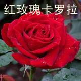 精品玫瑰月季花苗盆栽 大切花月季 正宗卡罗拉红玫瑰苗带花苞包邮