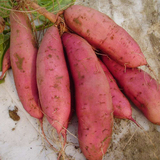 农家新鲜生红薯香甜大小番薯生地瓜烟台特产白薯山芋自种有机5斤