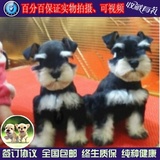 北京出售纯种迷你雪纳瑞犬活体幼犬赛级白胡子老头狗宠物狗w01