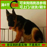 北京顶级 纯种德牧犬 锤系德国牧羊犬 幼犬出售 黑背 宠物狗 德牧
