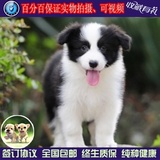 北京双血统赛级纯种家养活体宠物狗狗犬边境牧羊犬边牧幼犬出售01