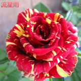 流星雨玫瑰月季欧洲香水月季玫瑰花苗浓香型大花月季带花苞发货