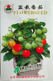 盆栽番茄 小番茄种子西红柿圣女果 阳台盆栽蔬菜 水果四季春播夏