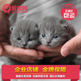 浙江爱宠联盟杭州家养繁殖 蓝猫英国短毛猫蓝色系 包健康