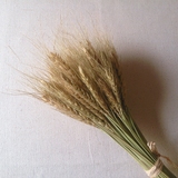 麦穗干花天然植物风干小麦麦穗干花 客厅落地装饰拍摄道具小摆件