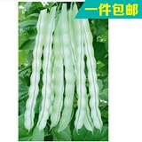 寿光蔬菜种 九粒白芸豆种子 白色豆角 高产 比老来少好 春播批发