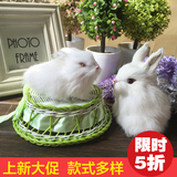 【两件包邮】仿真兔子毛绒玩具摆件可爱兔小白兔玉兔玩具动物兔子