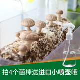 香菇蘑菇食用菌棒蘑菇种植家庭多肉植物蔬菜种子种植盆栽蘑菇菌包