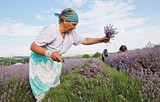 Lavender 100%徳國有機認証高地薰衣草純精油   徳國原裝進口
