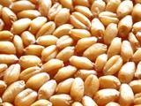 2016年带皮小麦粒250克散称草种子五谷杂粮满多省包邮