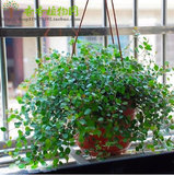 千叶吊兰室内盆栽绿植花卉吸甲醛净化空气四季常绿垂吊植物盆景苗