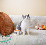 【魅迹湾】英短立耳蓝猫蓝白种公活体宠物小猫咪幼猫英国短毛猫