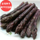 【紫色芦笋种子】进口种子紫芦笋种子高端保健蔬种子蔬菜之王特菜