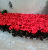 特价仿真一品红假花仿真植物盆栽高仿真花批发一品红圣诞花绿植