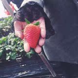 （江浙沪）顺丰包邮！浙中有机新鲜红颜草莓香甜奶油草莓绿色健康