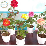 玫瑰花盆栽迷你玫瑰盆栽荷兰进口玫瑰花苗带盆包邮植物净化空气