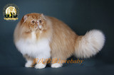 加菲猫 波斯猫 CFA血统猫 纯种猫 异国短毛猫 头衔GC(松松展示)