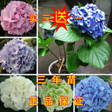 观花盆栽植物 八仙绣球 花的颜色随开花的时间和光照而变买3送1