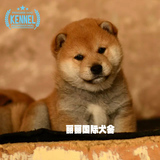 日系双血统纯种日本柴犬宠物狗出售 保健康忠犬八公日本秋田犬