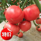 农科院精选品种粉果番茄王 西红柿种子博杂一号番茄 10克约2000粒