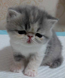 【泰格名猫舍】赛级猫 CFA注册猫纯种浅三花妹妹mm异国短毛加菲猫