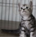 美国短毛猫银虎斑弟弟 美短银虎斑 宠物猫纯种猫