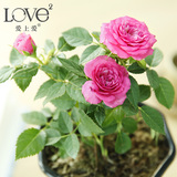 带花苞盆栽迷你小玫瑰长寿花卉微型观花苗月季带盆绿植物办公室内